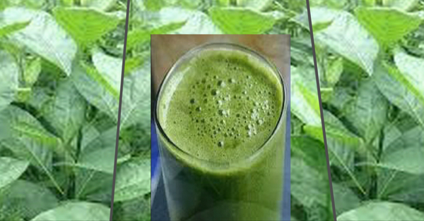 Les bienfaits de l’eau des feuilles de Ndolé